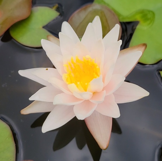 Walter Pagels Waterlily