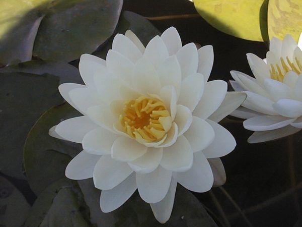 Denver Waterlily