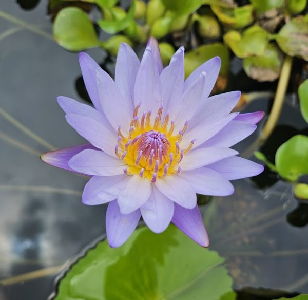 August Koch Waterlily