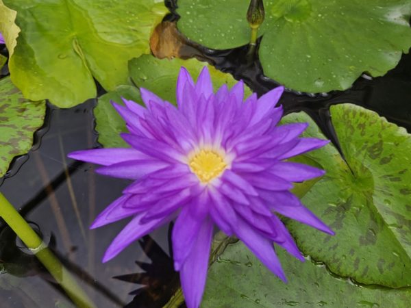 King of Siam Waterlily