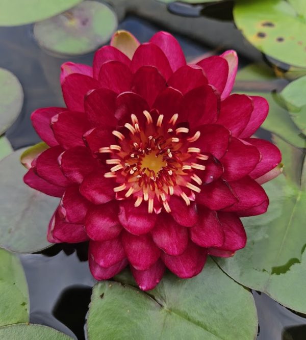 Manee Red Waterlily