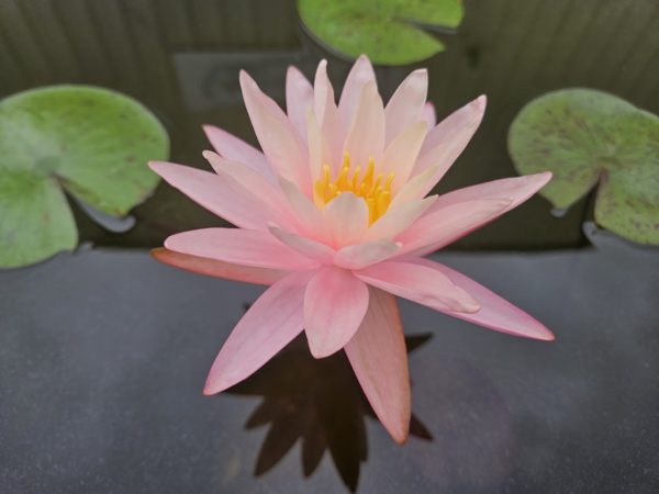 Pink Grapefruit Waterlily