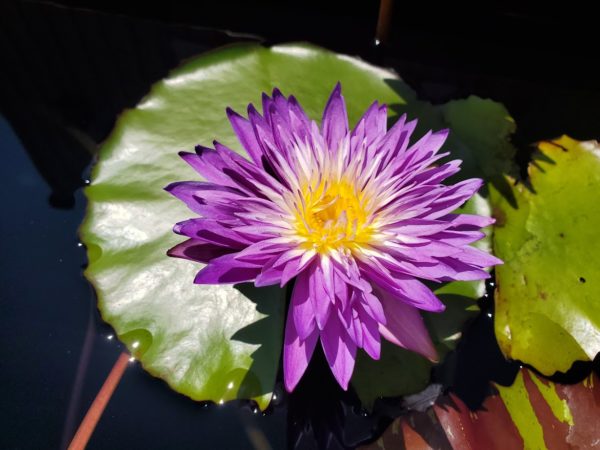 Plum Crazy Waterlily