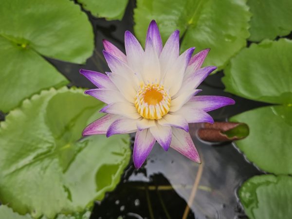 Purple Joy Waterlily