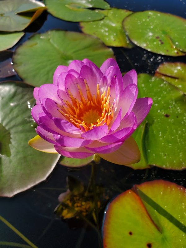 Queen Sirikit Waterlily