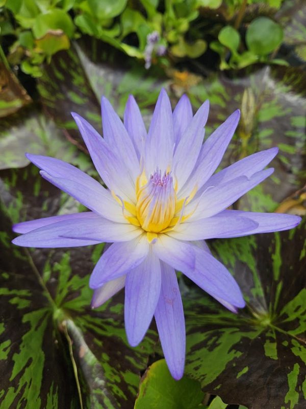 Star of Siam Waterlily