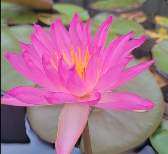 Tropic Star Waterlily